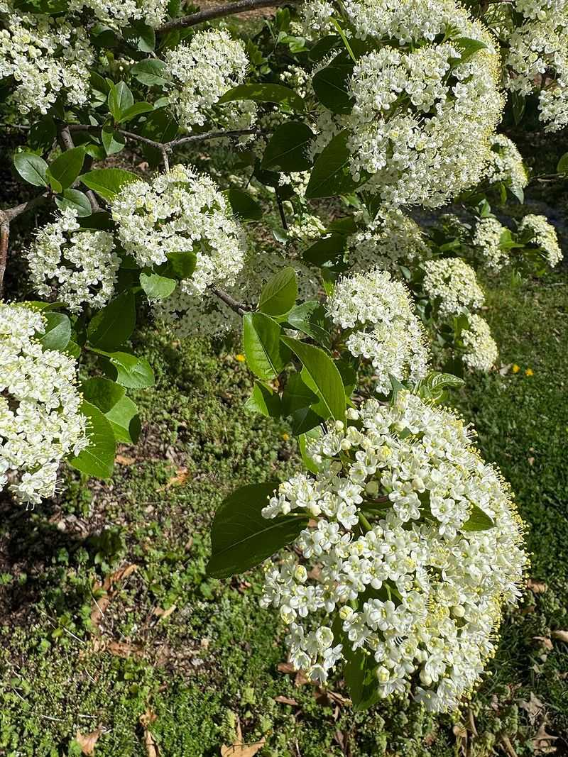 Underused Native Pennsylvania Small Trees That Work In Front Yards