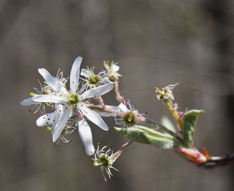 Underused Native Pennsylvania Small Trees That Work In Front Yards