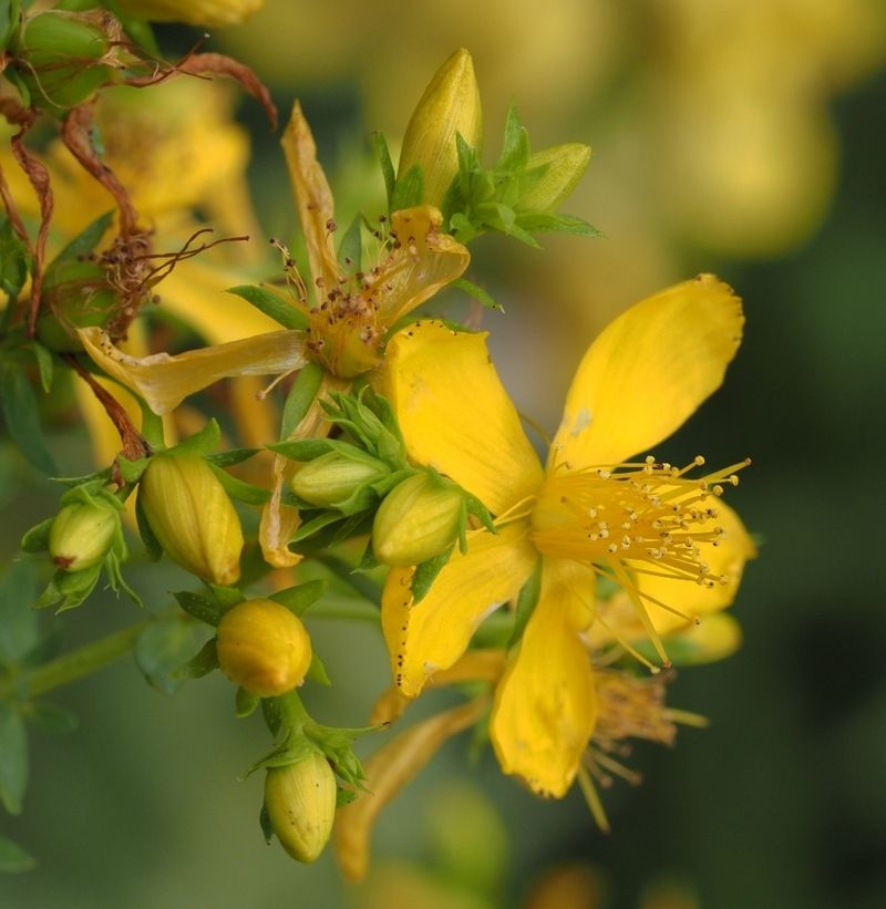 Native North Carolina Shrubs That Outperform Hydrangeas In Heat And Humidity