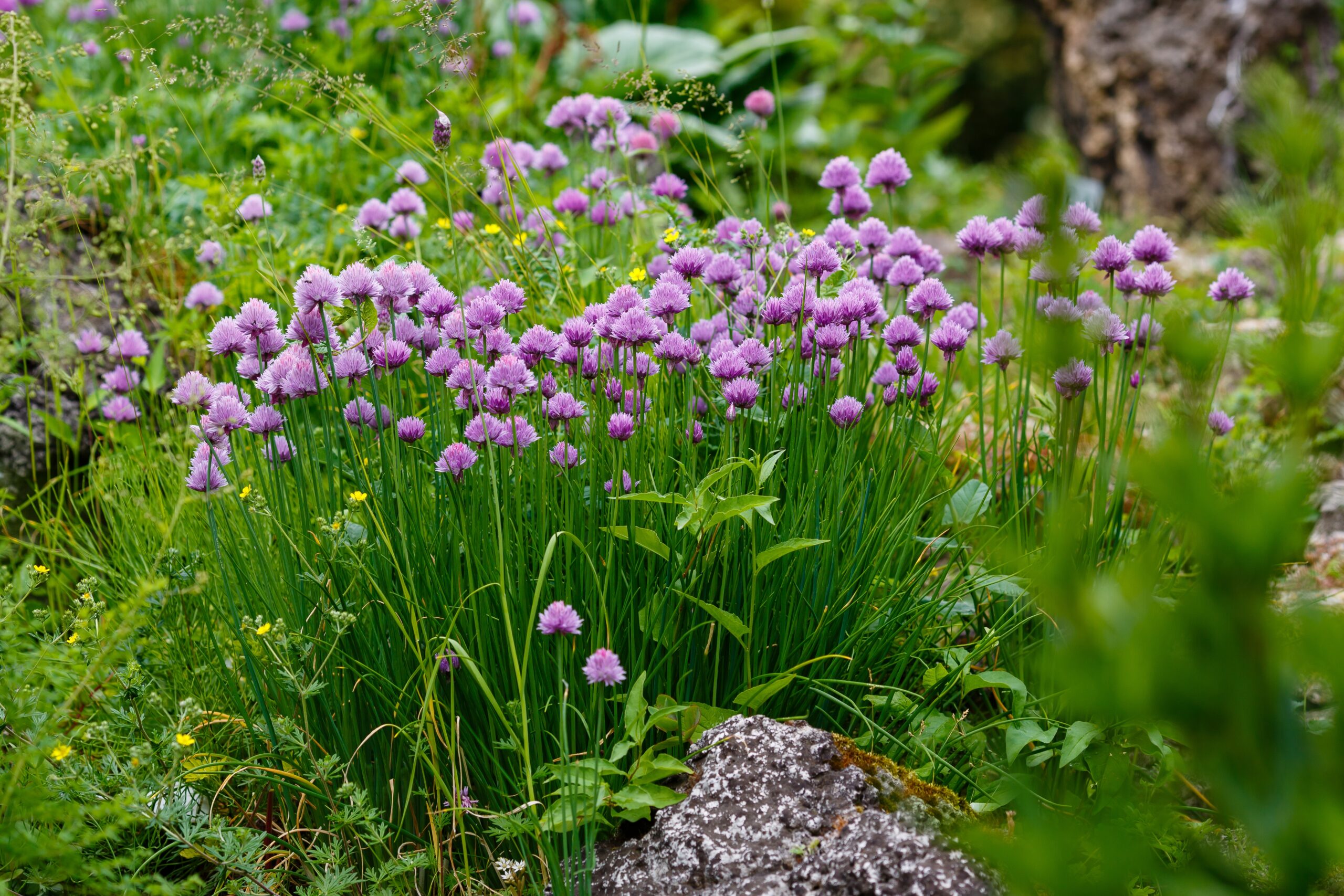 chives