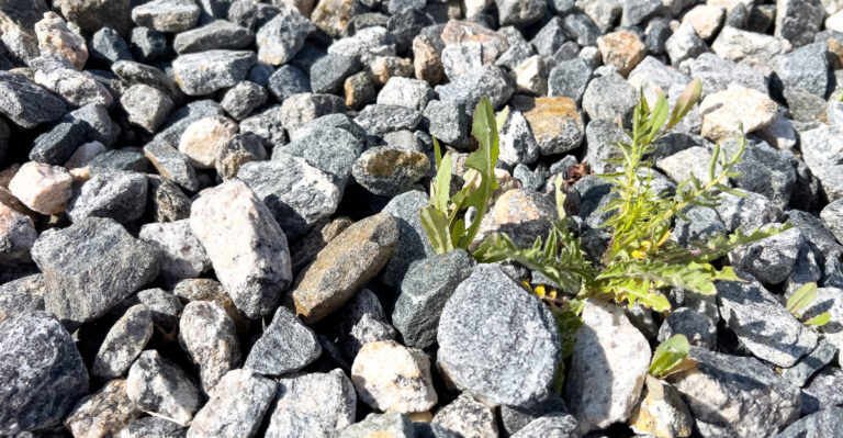 10 Clever Tricks Texas Homeowners Use To Stop Gravel Weeds