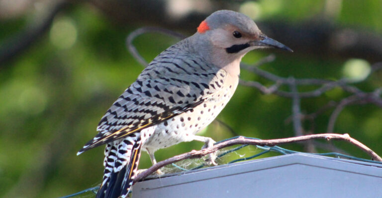 10 Common Backyard Birds Every Oregon Homeowner Should Know
