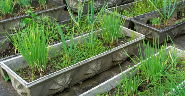 10 Container Gardening Mistakes Virginia Homeowners Keep Making