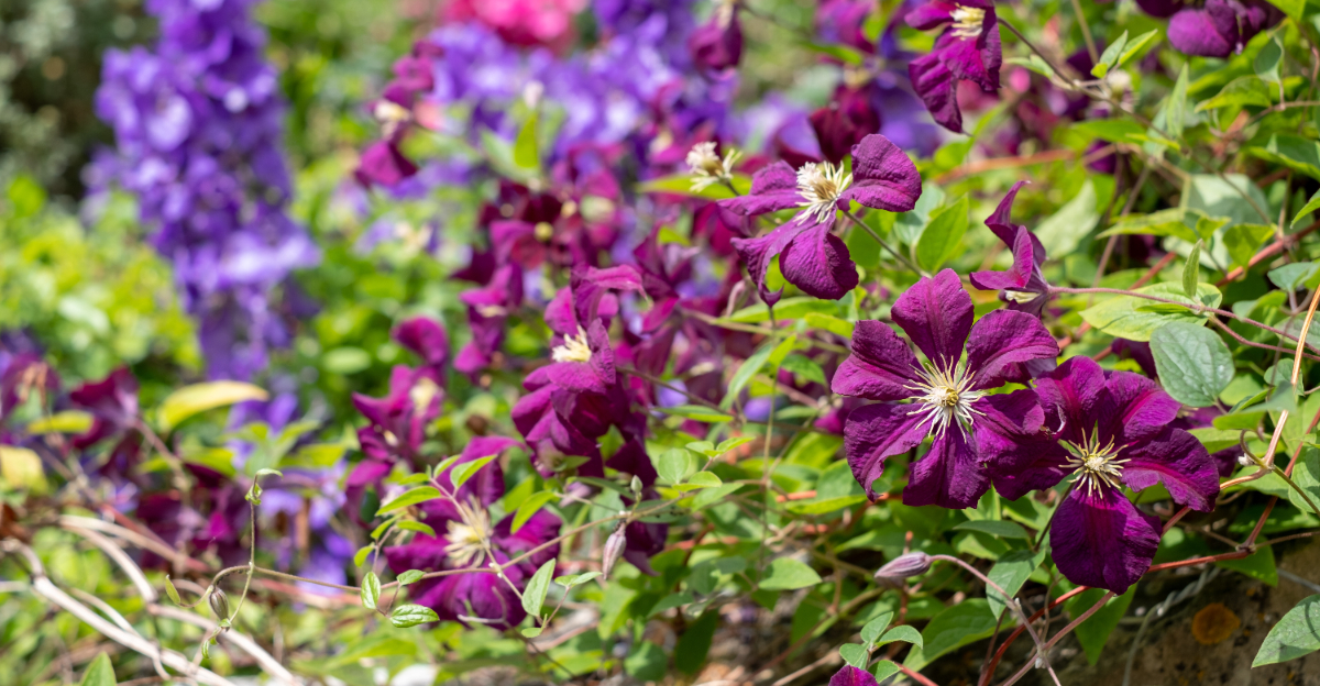 clematis
