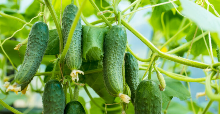 10 Immediate Steps For A Thriving Cucumber Garden In Illinois