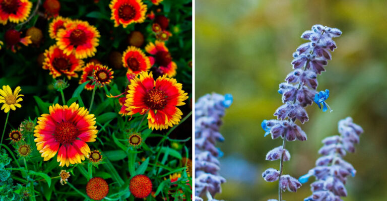 10 Low-Water Perennials That Bloom All Summer In Virginia’s Heat And Humidity