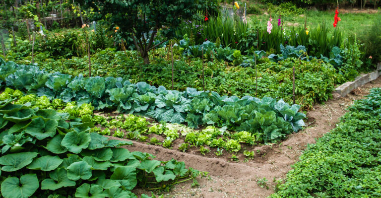 garden