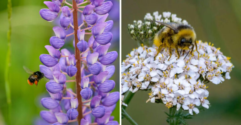 10 Native Washington Plants That Give Bees A Reason To Return