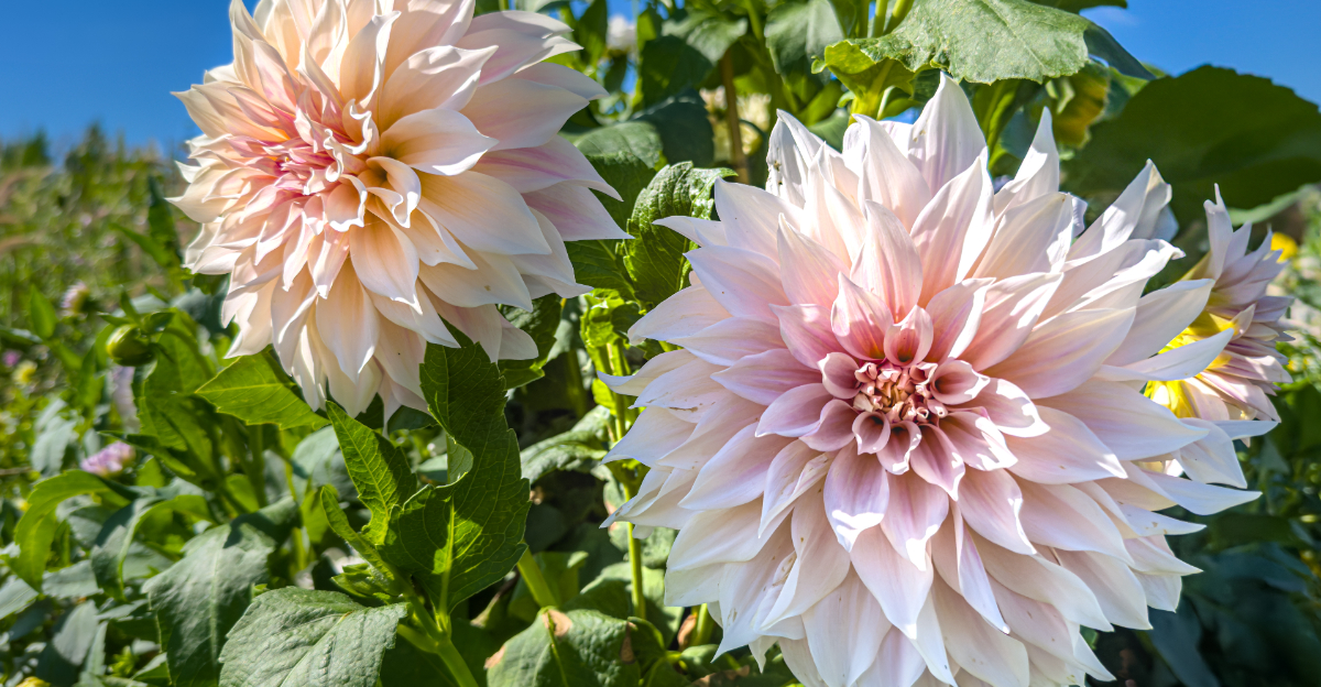 dahlias