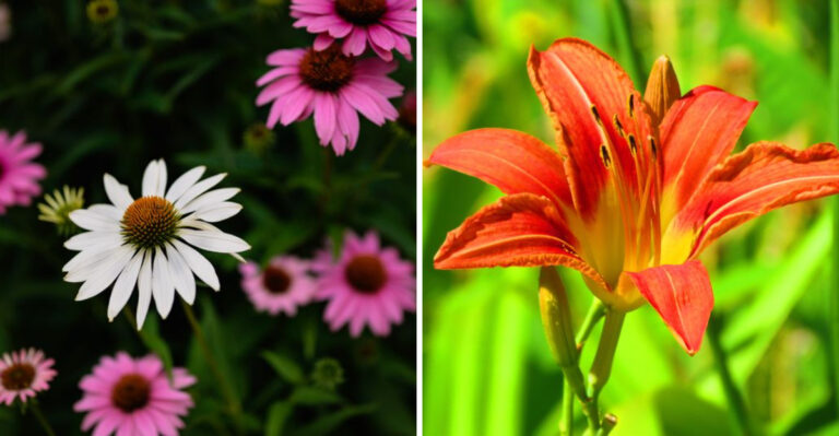 10 Perennials That Reward Your Patience By Growing More Spectacular Each Year