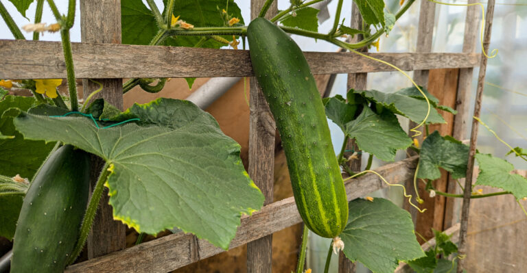 10 Places In California Where Cucumbers Struggle To Grow (Plus Alternatives That Work)
