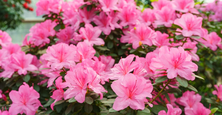 10 Post-Bloom Moves That Keep Maryland Azaleas Thriving Year After Year
