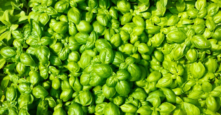 10 Pruning Moves That Keep Minnesota Basil From Bolting And Fading