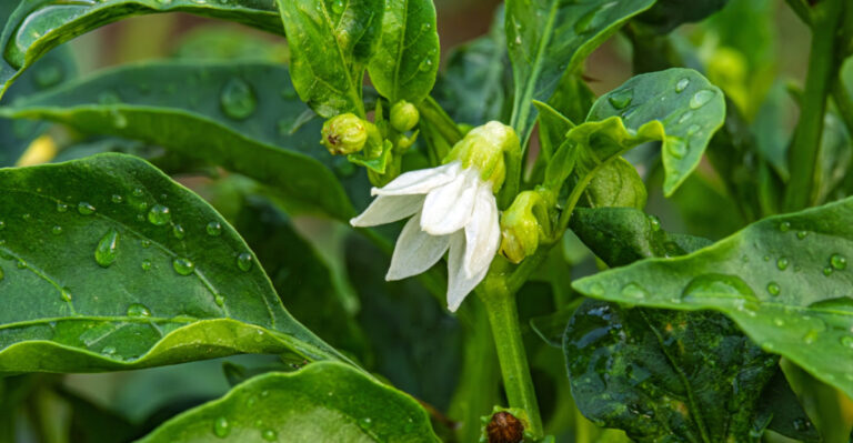 10 Reasons Your Tennessee Pepper Plants Are Dropping Flowers Before Fruiting