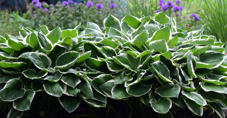 10 Reliable June Hosta Care Tips That Work In New Jersey Gardens