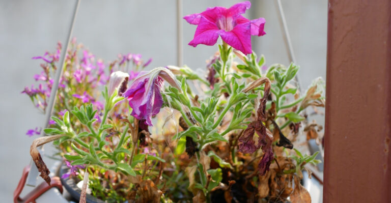10 Right Ways To Remove Faded Petunia Flowers For A Colorful Illinois Garden