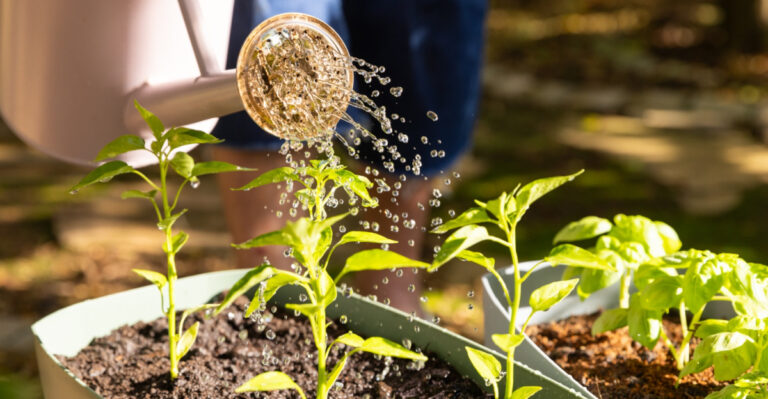 10 Summer Watering Mistakes Every Kansas Gardener Should Avoid