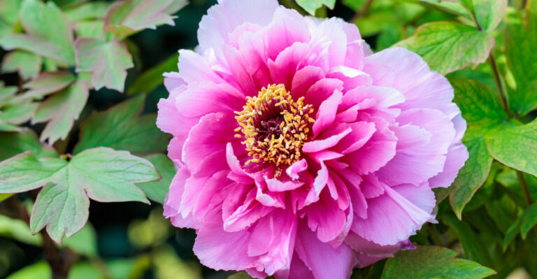 10 Things Silently Stopping Your Peonies From Blooming