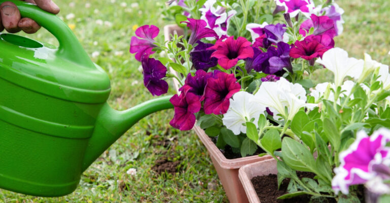 10 Tips For Watering Petunias In New York And Keeping Them Blooming All Summer Long