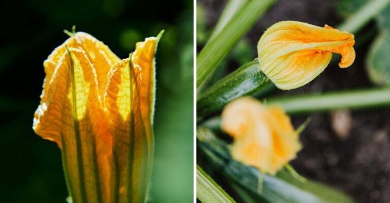 12 Reasons Your Zucchini Flowers Keep Falling Off Without Setting Fruit In Missouri