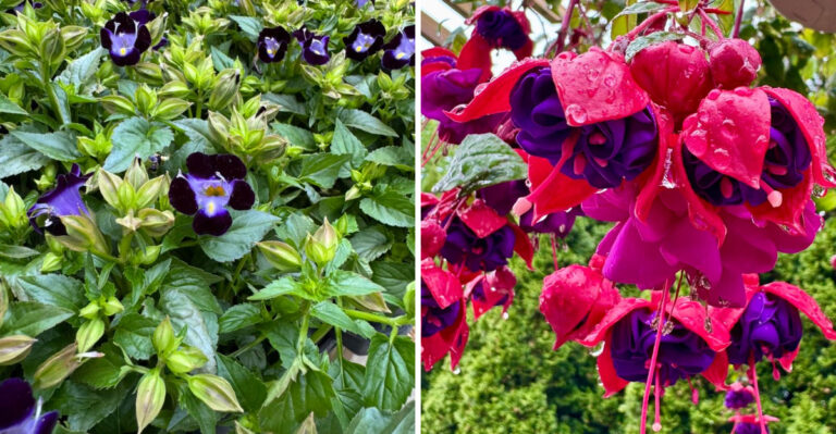 16 Full Shade Annuals Michigan Gardeners Can Grow Without Direct Sun