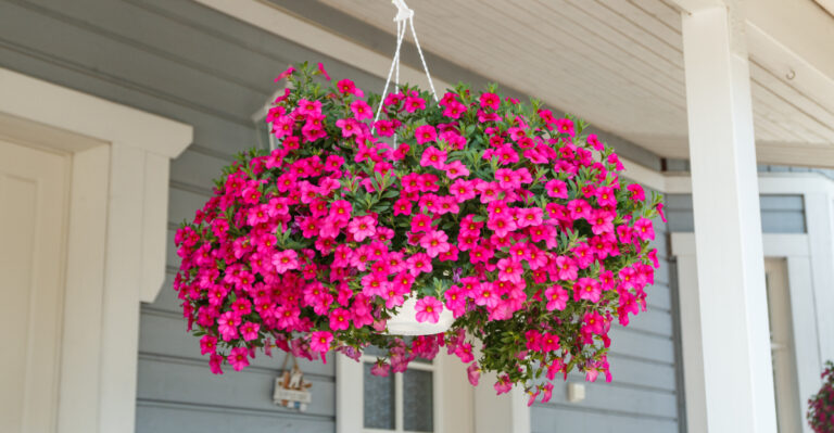 17 Calibrachoa Growing Tips For Bigger Blooms And Fuller Hanging Baskets