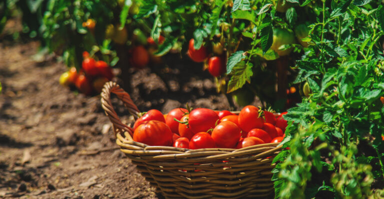25 June Tomato Growing Tips For A Faster, Fuller Harvest And Mistakes To Avoid
