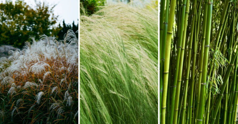 3 Ornamental Grasses New Jersey Wants Out Of Your Yard And Better Native Alternatives
