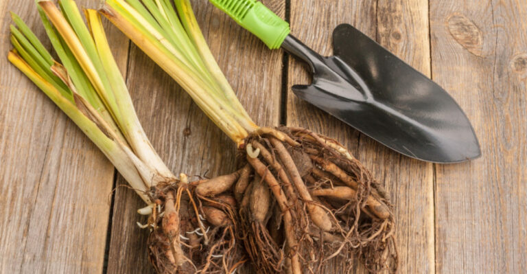 3 Plants Pennsylvania Gardeners Should Divide In July And 5 They Shouldn’t