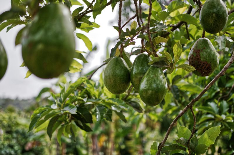 3. Give Avocados Their Summer Nutrients And Sprays