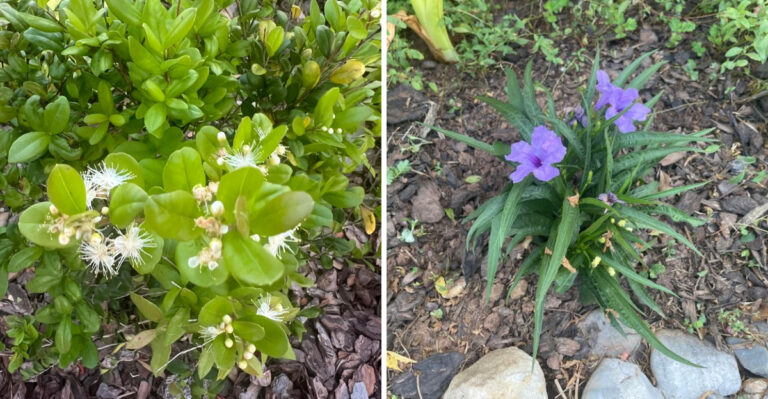 4 Florida Plants That Earn Their Place And 4 That Are Not Worth The Trouble