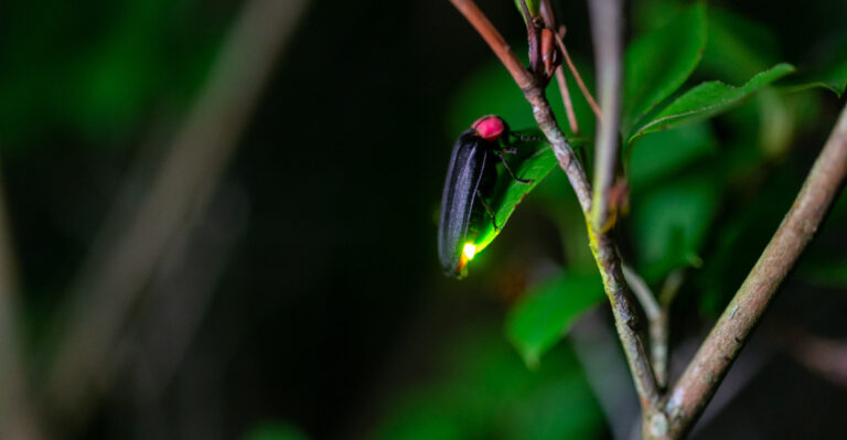 4 Maryland Plants Behind Dropping Firefly Numbers And Their Replacements