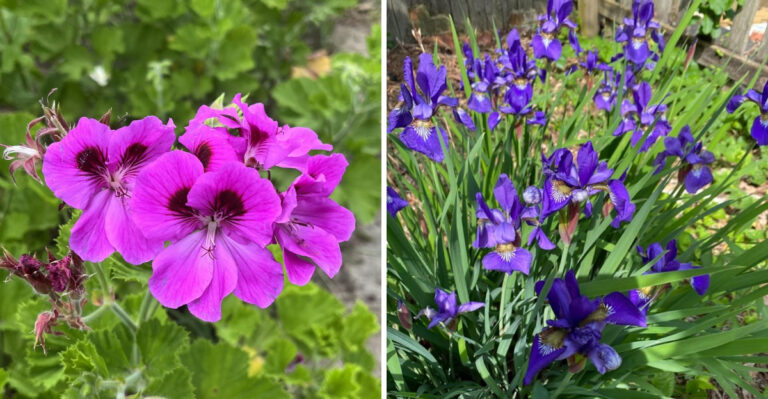 4 Pennsylvania Perennials To Cut Back In Early July And 4 To Leave Alone