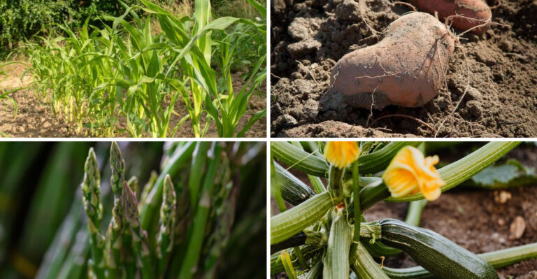 4 Worst Vegetables for Tennessee Raised Beds, And Alternatives That Thrive