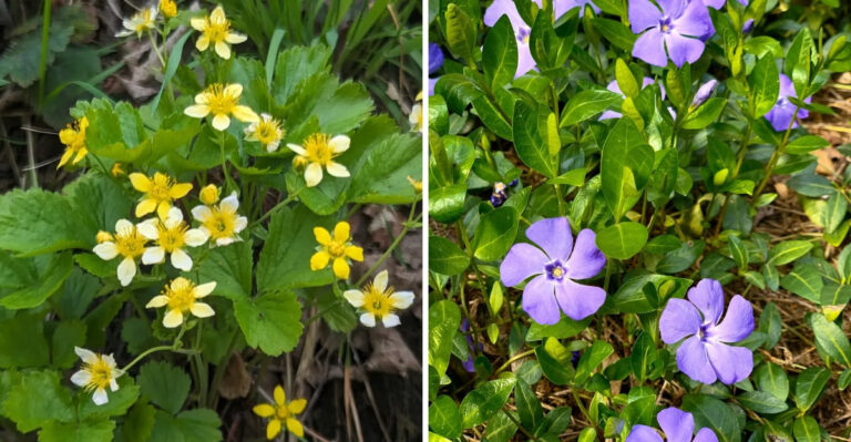 5 Michigan Groundcovers That Choke Out Every Weed And 3 That Become The Weed Themselves