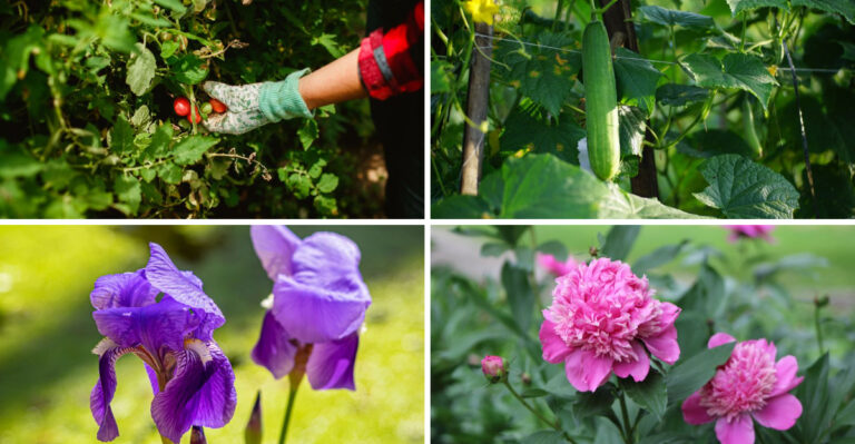 5 New Jersey Garden Plants Worth Watering Right Now, And 5 You Can Safely Let Go Dormant