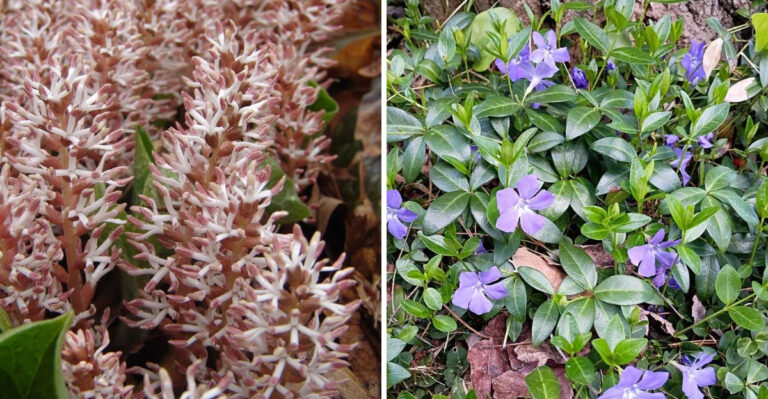 5 North Carolina Ground Covers Worth Spreading And 2 That Will Take Over If You Let Them