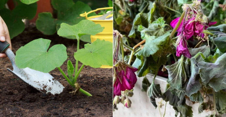 5 Plants Oregon Gardeners Should Fertilize In June And 4 They Should Absolutely Skip