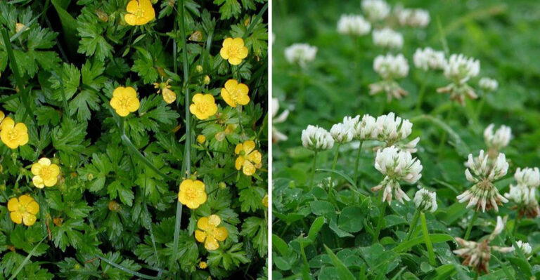 5 Weeds Oregon Gardeners Should Pull Before They Seed And 4 That Are Actually Worth Keeping