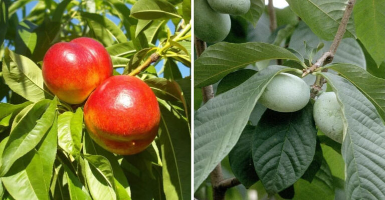 5 Worst Fruits To Grow In North Carolina Clay Soil And 3 That Actually Thrive In It