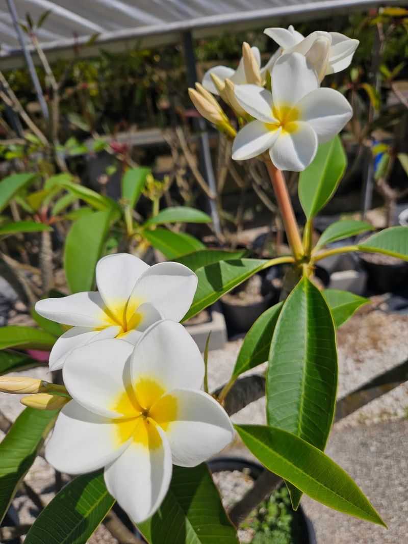 5. Keep Water Off Leaves When You Can 5. Keep Water Off Leaves When You Can