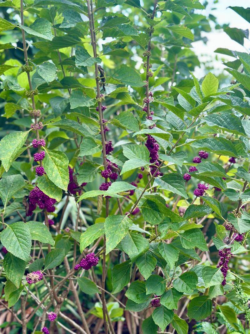 5. Plant It Along Woodland Edges And Natural Borders