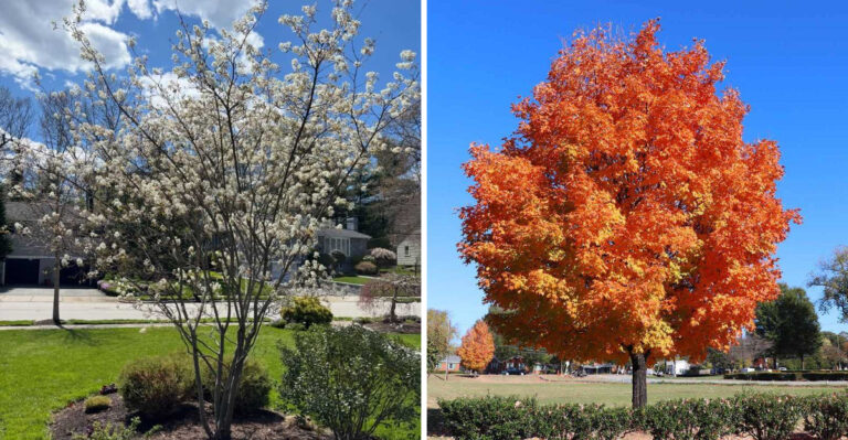6 North Carolina Trees Worth Pruning In Summer And 3 You Shouldn’t Touch Until Fall