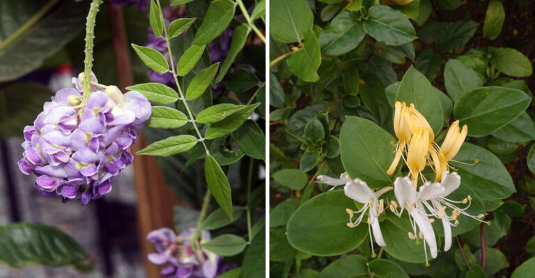 6 North Carolina Vines Worth Keeping Under Control And 2 You Should Remove Completely