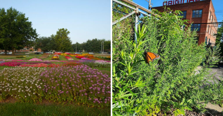 6 Ohio Seed Swaps And Plant Sales Worth Visiting Every Spring And Early Summer