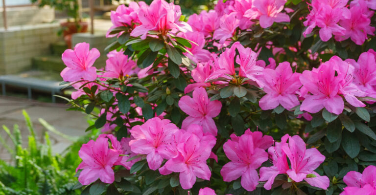 azalea shrub