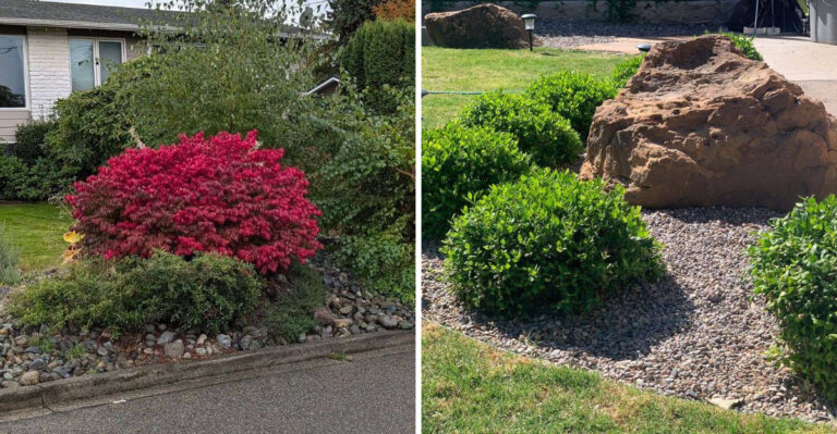 6 Shrubs To Avoid Along North Carolina Foundations And 4 That Thrive Against The House