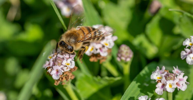 bee on a twinflower