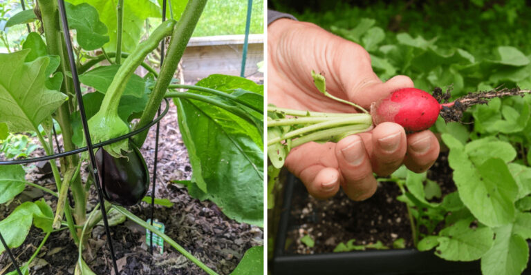 6 Vegetables To Avoid In North Carolina Full Shade And 6 That Still Produce