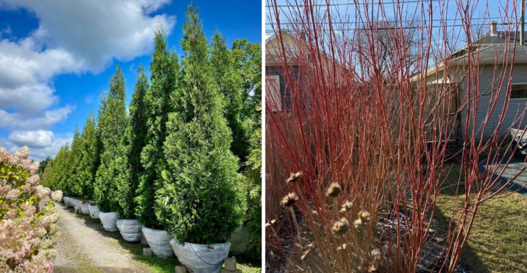 6 Worst Plants To Grow Along North Carolina Fence Lines And 4 Natives That Work Perfectly There